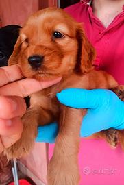 Cuccioli cocker