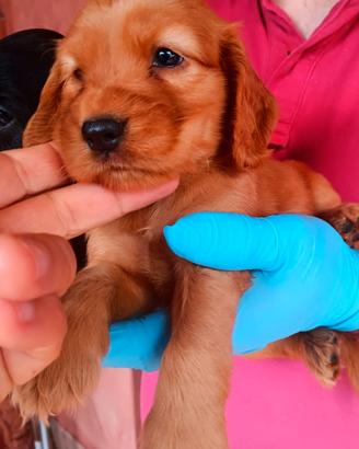 Cuccioli cocker