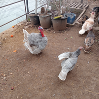 Tacchini leggeri piccola taglia