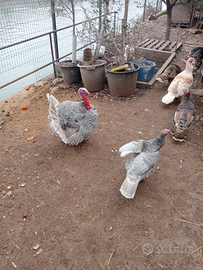 Tacchini leggeri piccola taglia