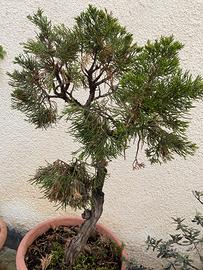 Bonsai di cipresso circa 25 anni, ‼️trattabile‼️