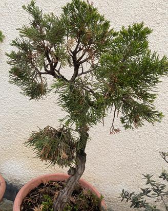 Bonsai di cipresso circa 25 anni, ‼️trattabile‼️