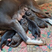 Cuccioli di pittbull