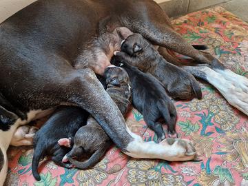 Cuccioli di pittbull