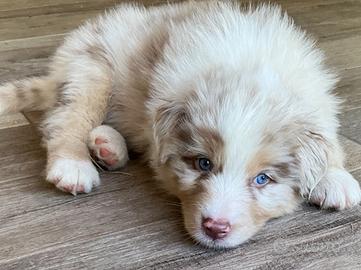 Australian Shepherd Pastore Australiano