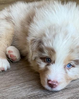 Australian Shepherd Pastore Australiano