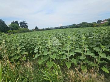 TER. AGRICOLO A STREVI