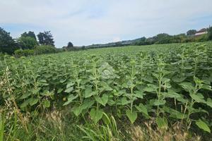 TER. AGRICOLO A STREVI