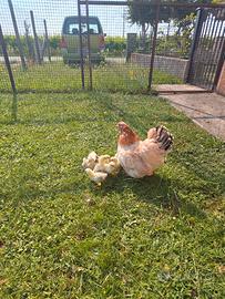 Galline