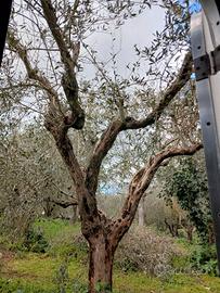 Albero di ulivo