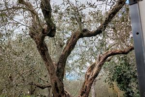 Albero di ulivo