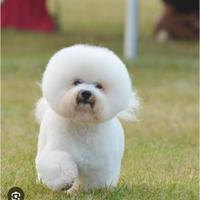 Bichon frese
