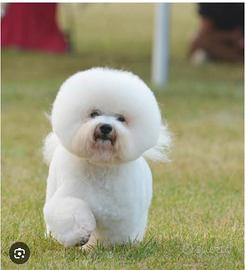 Bichon frese
