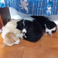 Disponibili cuccioli di border collie