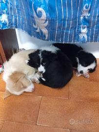 Disponibili cuccioli di border collie