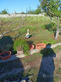 Oca maschio di un anno