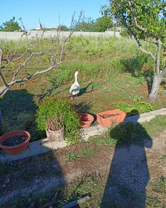 Oca maschio di un anno