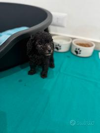 Barboncini Toy silver