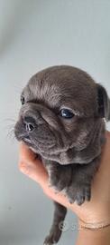 Cucciola bulldog francese BLU