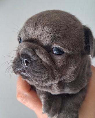 Cucciola bulldog francese BLU