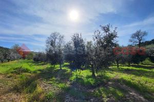 Terreno Agricolo Bibbona [TA04-2024VCG]
