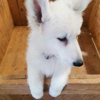 Pastore Svizzero Bianco di Casa Enrico