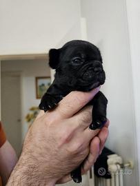 Bulldog francese