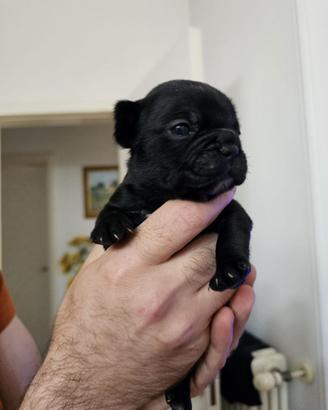 Bulldog francese