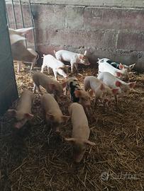 Maiali landrace+duroc