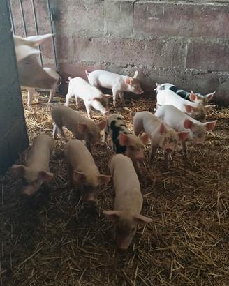 Maiali landrace+duroc