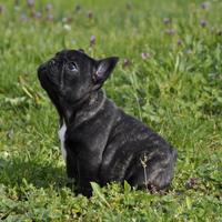Cuccioli di Bulldog Francese