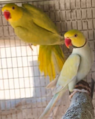 coppia parrocchetti MUTATA FOI23