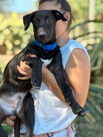 Taglia media cane nero meticcio Labrador