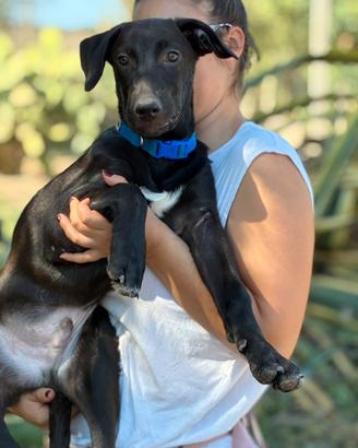 Taglia media cane nero meticcio Labrador