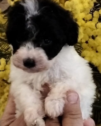 Barboncini particolar bianconero Toy PEDIGREE ENCI