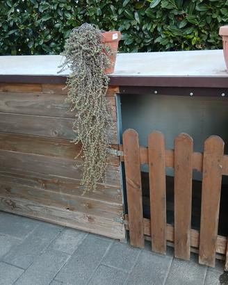 Cuccia per cane