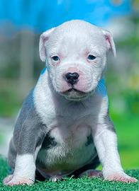 Amstaff blu occhi blu pedigree enci