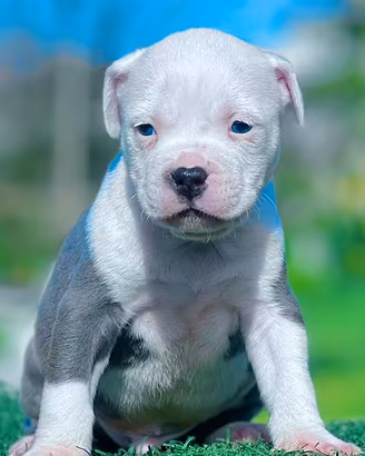 Amstaff blu occhi blu pedigree enci