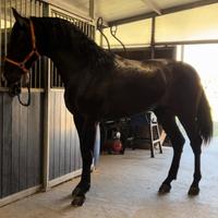 Cavallo Andaluso
