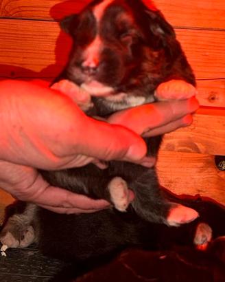 Bovaro del bernese svizzero mix