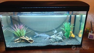 Acquario 80lt