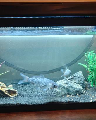 Acquario 80lt