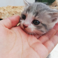 Gatti gattini