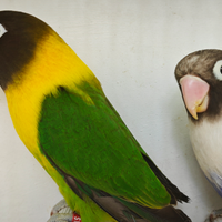 Coppia insep mascherato verde x cobalto viola