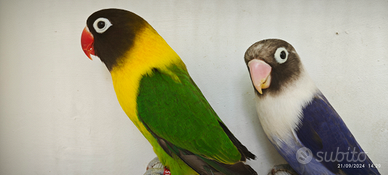 Coppia insep mascherato verde x cobalto viola