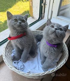 Cucciolo British Shorthair Blu