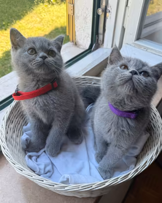 Cucciolo British Shorthair Blu