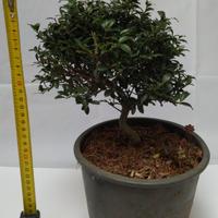 Prebonsai di Bosso