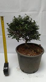 Prebonsai di Bosso