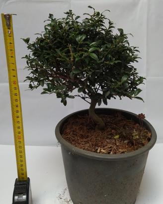 Prebonsai di Bosso